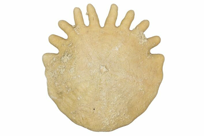 Fossil Sand Dollar (Heliophora) - Boujdour Province, Morocco #347925